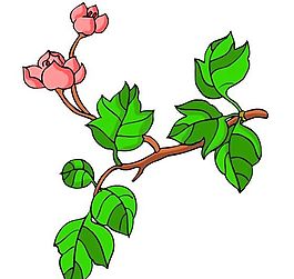 花卉古典插畫(huà)
