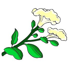 花卉古典插畫