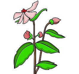 花卉古典插畫(huà)