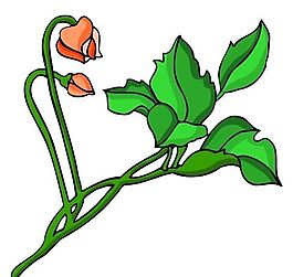 花卉古典插畫