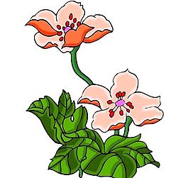 花卉古典插畫