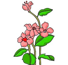 花卉古典插畫(huà)