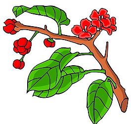 花卉古典插畫