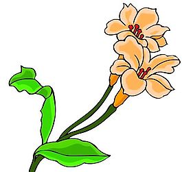 花卉古典插畫