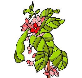 花卉古典插畫(huà)