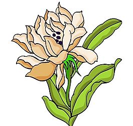 花卉古典插畫