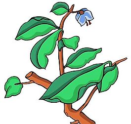 花卉古典插畫