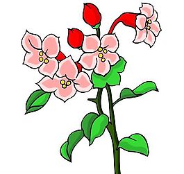 花卉古典插畫