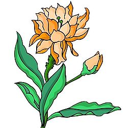 花卉古典插畫