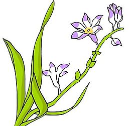 花卉古典插畫