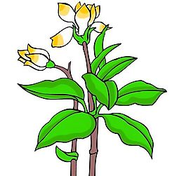 花卉古典插畫