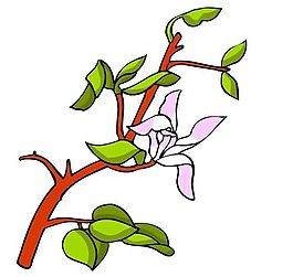花卉古典插畫