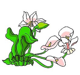 花卉古典插畫