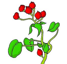 花卉古典插畫(huà)