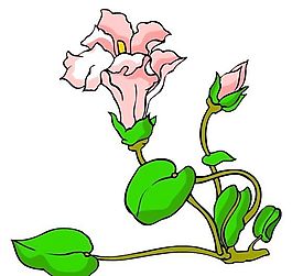 花卉古典插畫