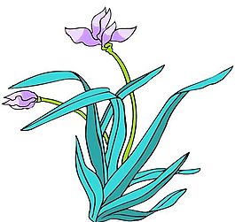 花卉古典插畫