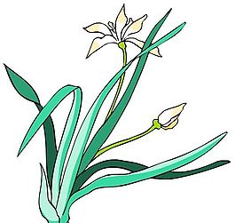 花卉古典插畫(huà)