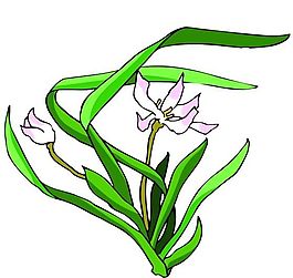 花卉古典插畫