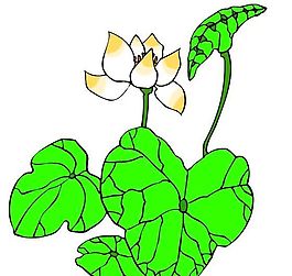 花卉古典插畫