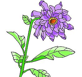 花卉古典插畫(huà)