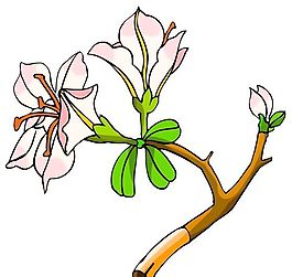 花卉古典插畫