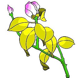 花卉古典插畫