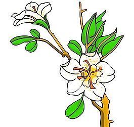 花卉古典插畫