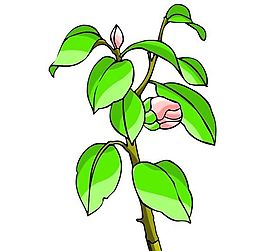 花卉古典插畫