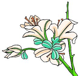 花卉古典插畫