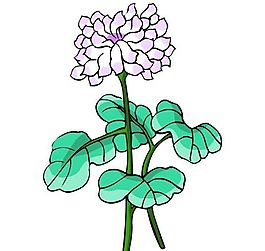 花卉古典插畫