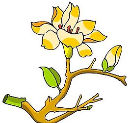 花卉古典插畫