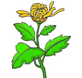 花卉古典插畫
