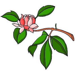 花卉古典插畫