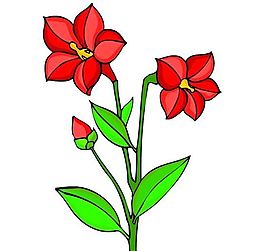 花卉古典插畫