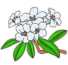 花卉古典插畫