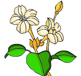 花卉古典插畫(huà)