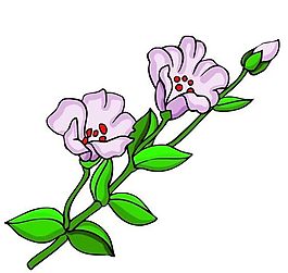 花卉古典插畫
