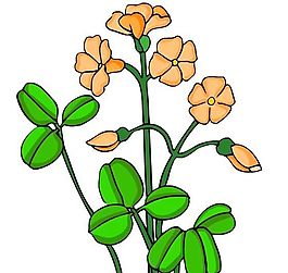 花卉古典插畫
