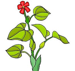 花卉古典插畫