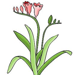花卉古典插畫