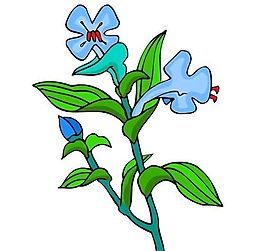 花卉古典插畫