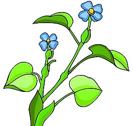 花卉古典插畫