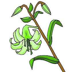 花卉古典插畫(huà)