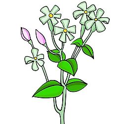 花卉古典插畫