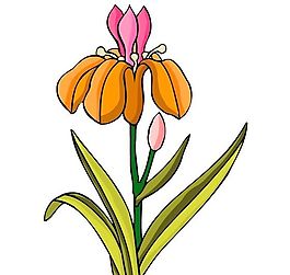 花卉古典插畫