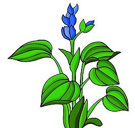 花卉古典插畫