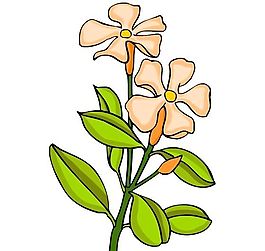 花卉古典插畫