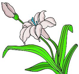 花卉古典插畫