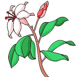 花卉古典插畫