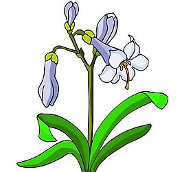 花卉古典插畫